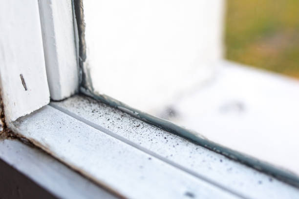Best Attic Mold Removal  in Adel, IA
