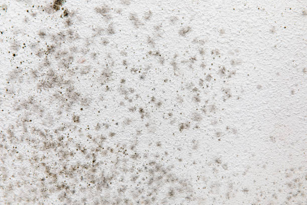 Best Residential Mold Inspection & Testing  in Adel, IA